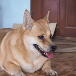 Close-up of dog looking away