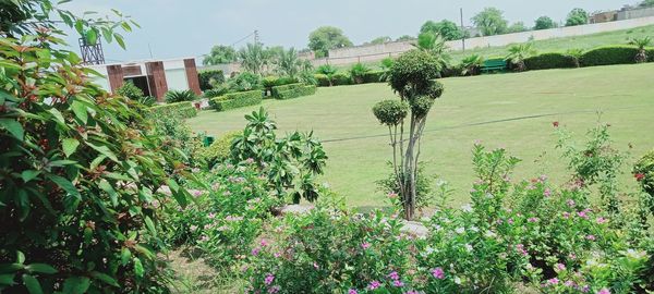 Plants and trees by building against sky