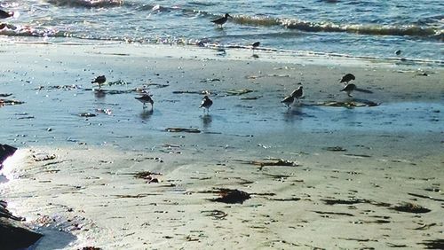 Swans swimming in water at beach