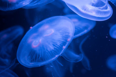 Close-up of jellyfish swimming in water