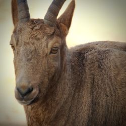 Close-up portrait of deer