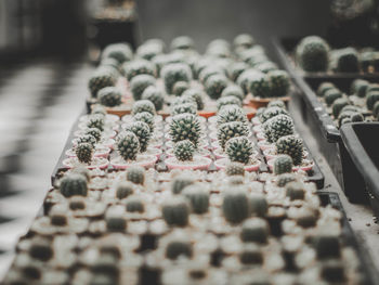 High angle view of succulent plants arranged in greenhouse