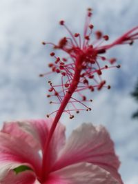 Close-up of red hibiscus against sky