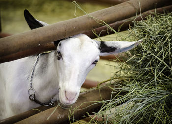 Close-up of cow