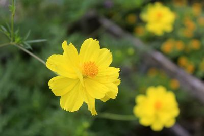 Close-up of yellow flower blooming outdoors