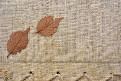 Close-up of autumn leaf