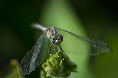 Close-up of insect on leaf