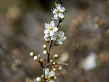 Close-up of white flowering tree