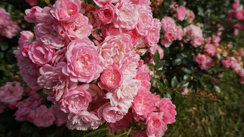 Close-up of pink roses