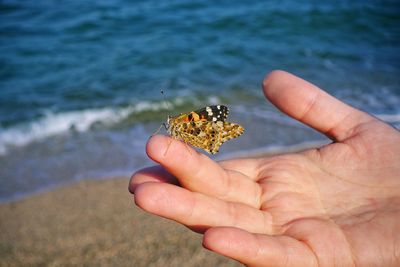 Cropped image of person holding butterfly on sea shore