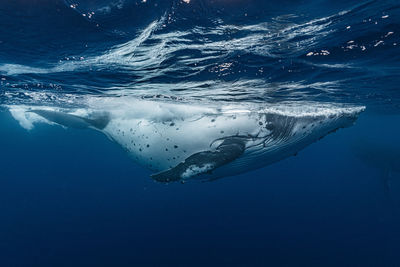 High angle view of swimming in sea