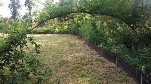 View of trees with plants in foreground