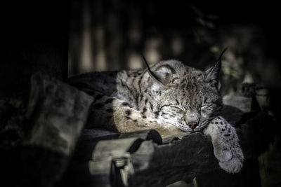 Close-up of cat sleeping