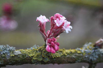 Close-up of pink flowers blooming outdoors