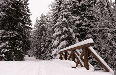 Pine trees on snow covered field in forest