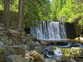 Scenic view of waterfall in forest