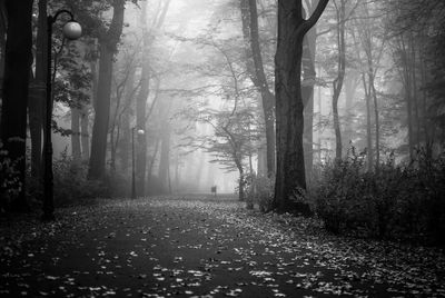 View of footpath surrounded by trees