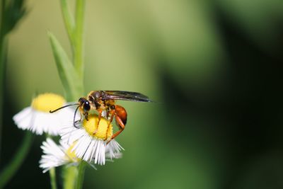 Great golden digger wasp