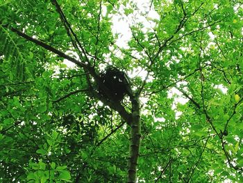 Low angle view of trees