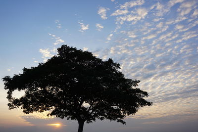 Low angle view of tree against sky