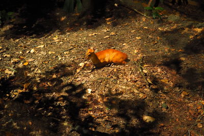 High angle view of crab on field