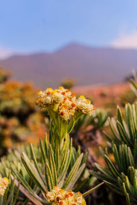 Close-up of yellow flowering plant on field