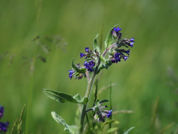 Close-up of purple flowering plant on field