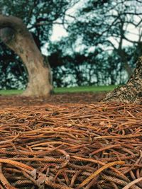 Close-up of tree trunk on field