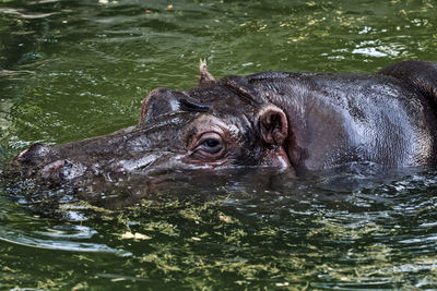 Close-up of turtle swimming in river