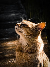 Close-up of a cat