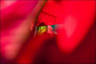 Close-up of insect on red leaf