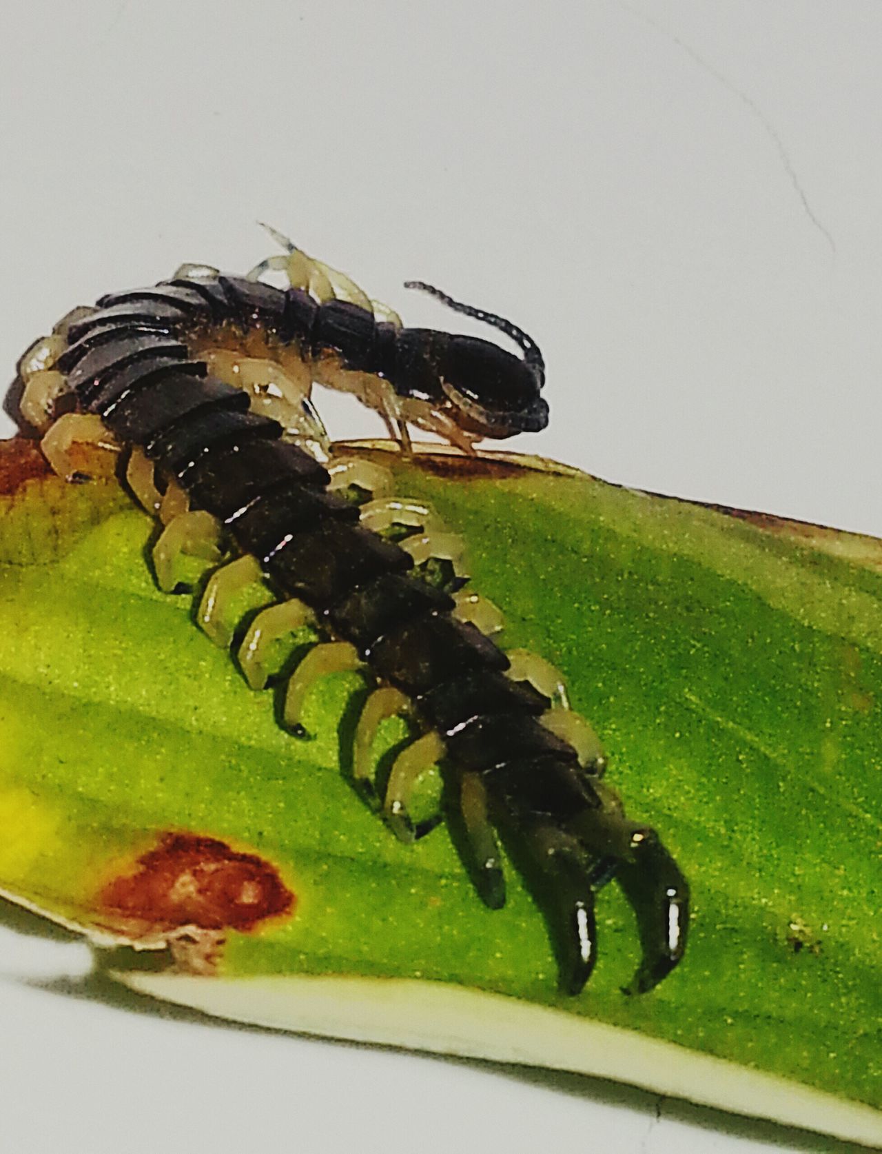 In basement lots of legsgreen leaf unique creature