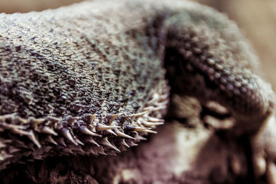 Cropped image of bearded dragon