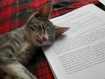 Close-up of cat resting
