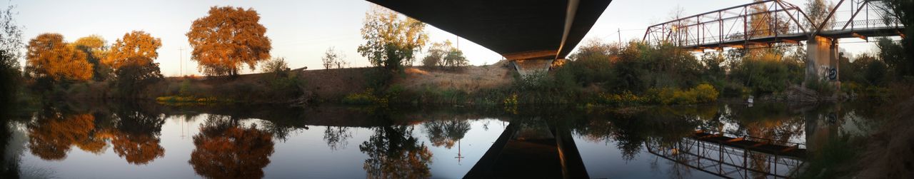 Reflection of trees in water