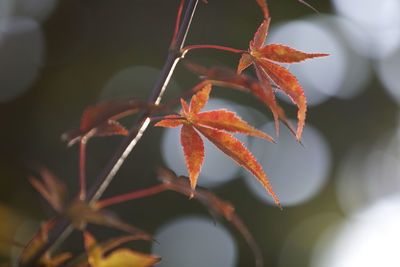 Close-up of maple leaf during autumn