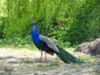 Side view of a peacock