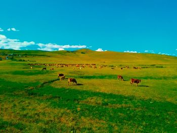 Horses in a field