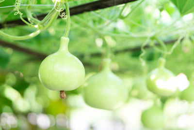 Close-up of fruits hanging on tree