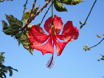 Low angle view of red hibiscus flower against sky