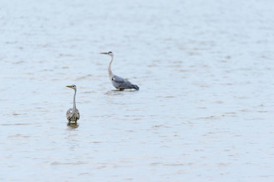 High angle view of gray heron perching on lake