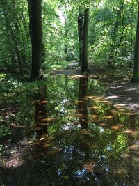 Reflection of trees on water in forest