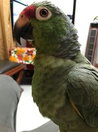 Close-up of parrot perching in cage