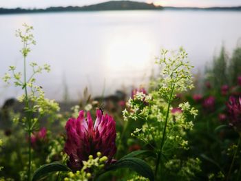 Close-up of pink flowering plant