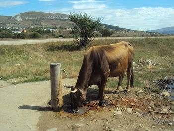 Horse grazing in the field