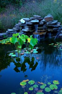 Lotus leaves floating on water in lake