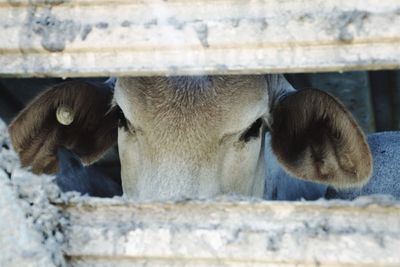 Close-up of horse