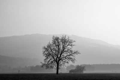 Tree by lake against sky