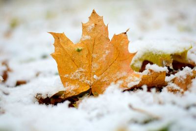 Close-up of maple leaf during autumn