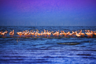 Flock of birds in sea against blue sky